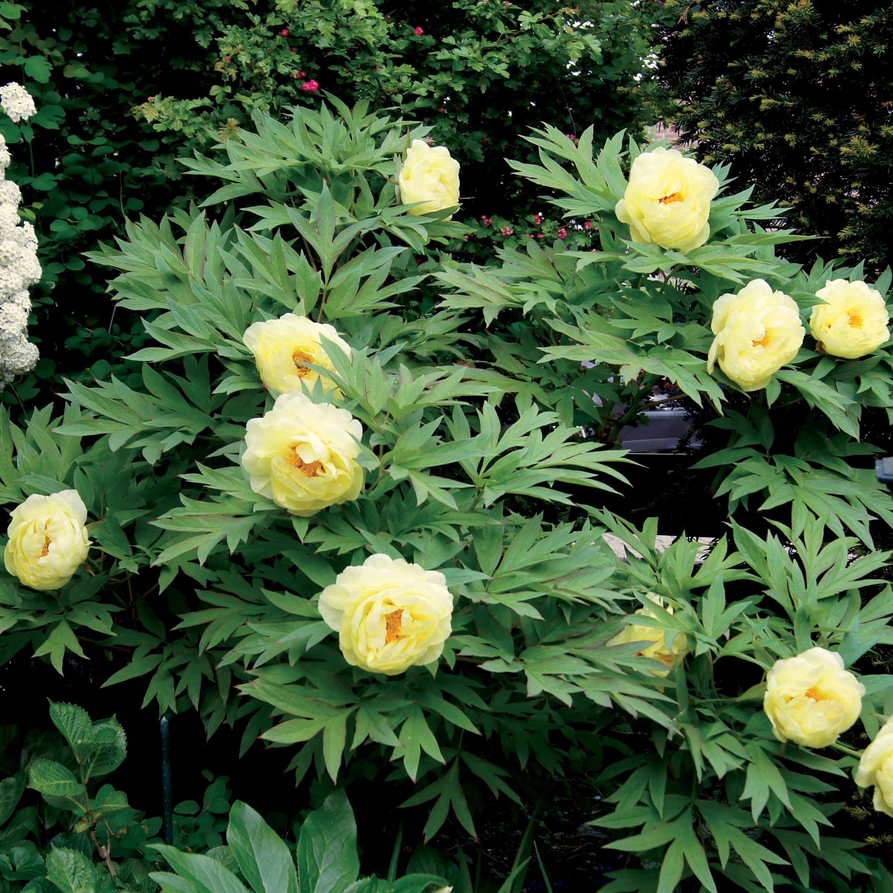 Paeonia itoh bartzella - Pivoine Itoh Bartzella - Pivoines