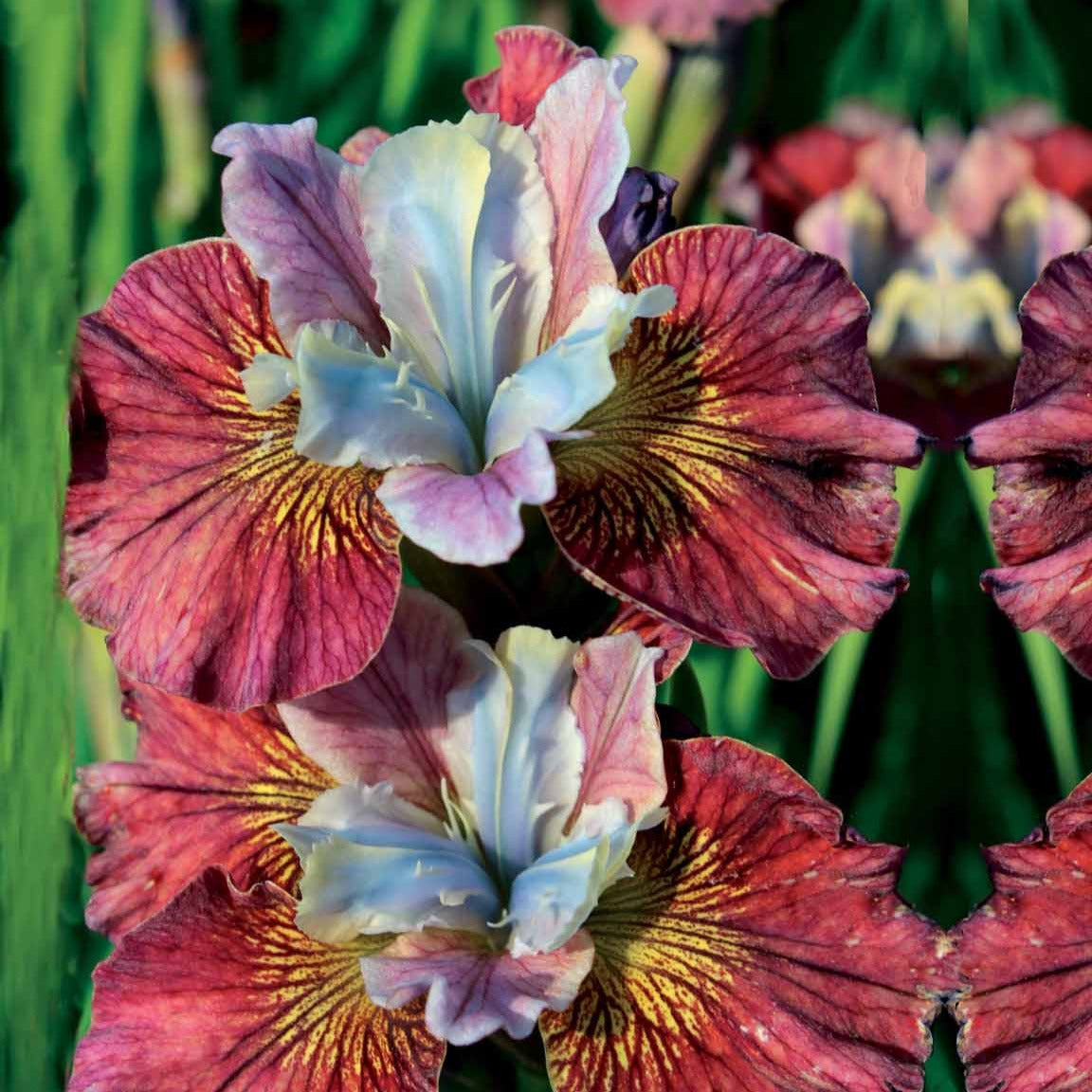 2 Iris de Sibérie Femmes peintes - Iris sibirica painted women - Plantes