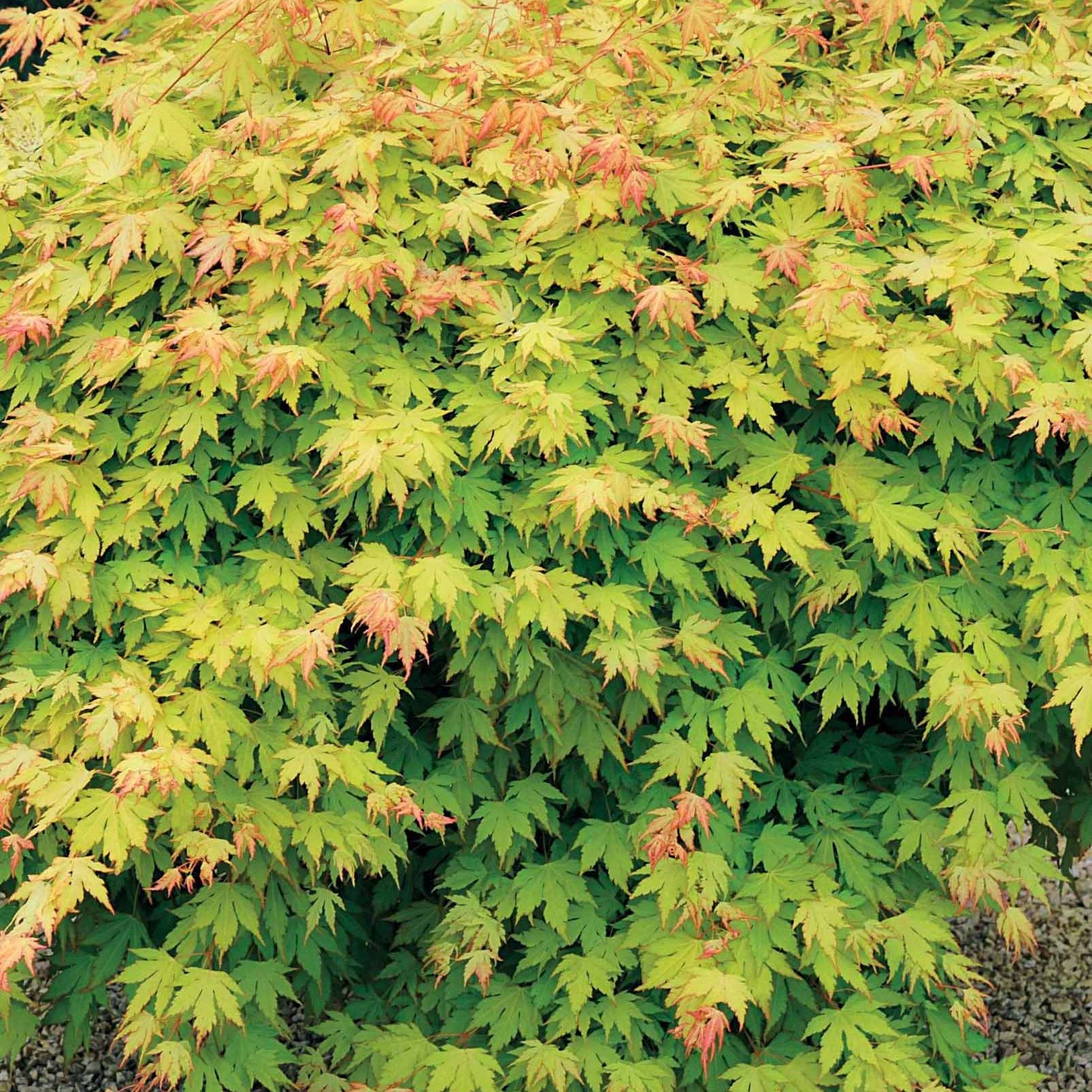 Acer shirasawanum aureum - Erable du Japon doré - Erable du Japon