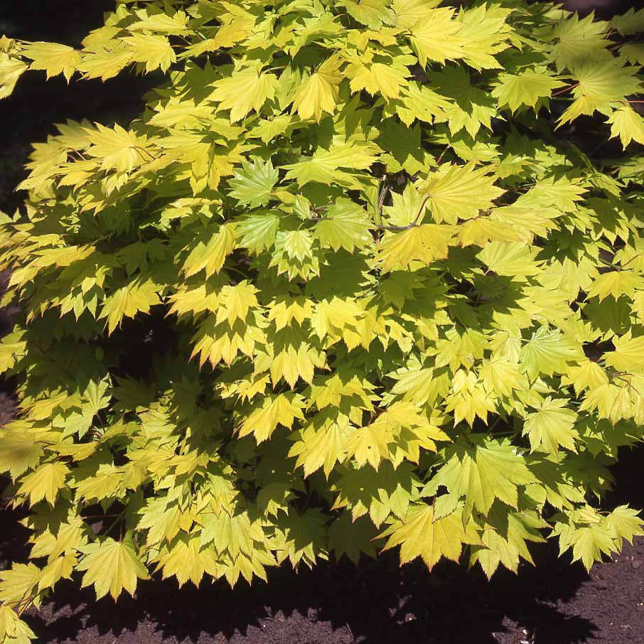Vente Erable du Japon doré - Acer shirasawanum aureum