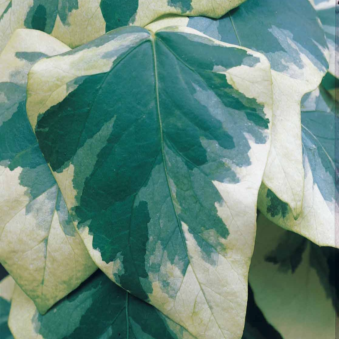 Lierre de Colchide panaché - Hedera colchica dentata variegata - Willemse
