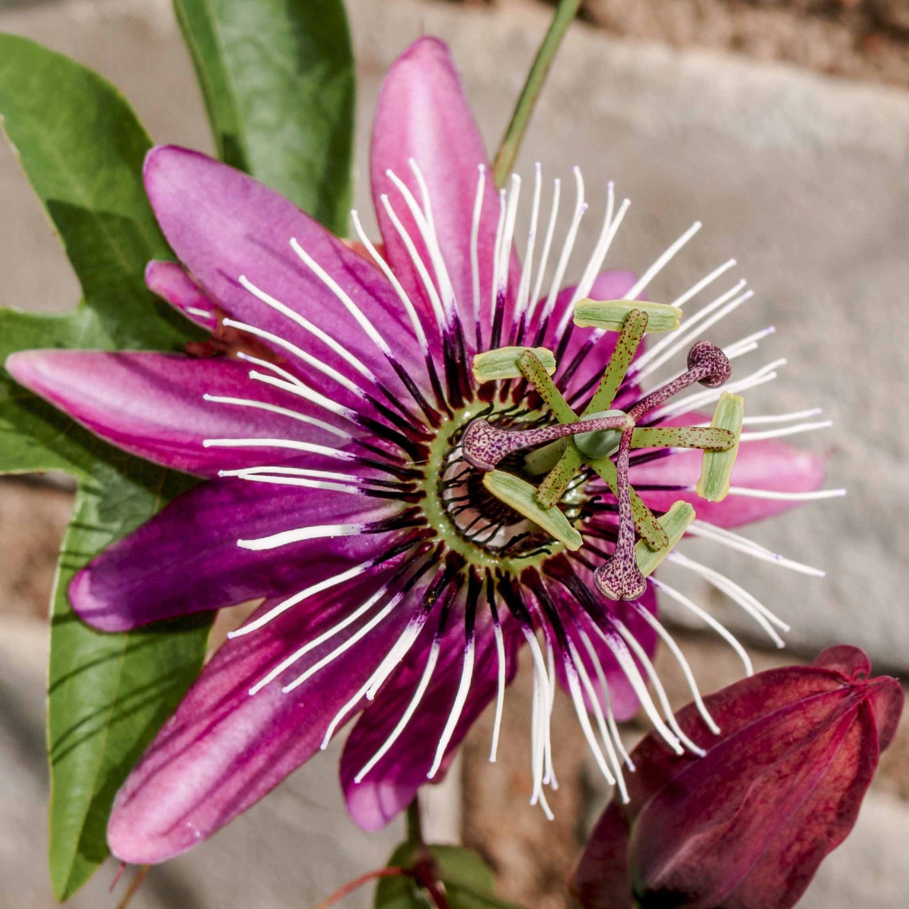 Passiflore Victoria - Willemse