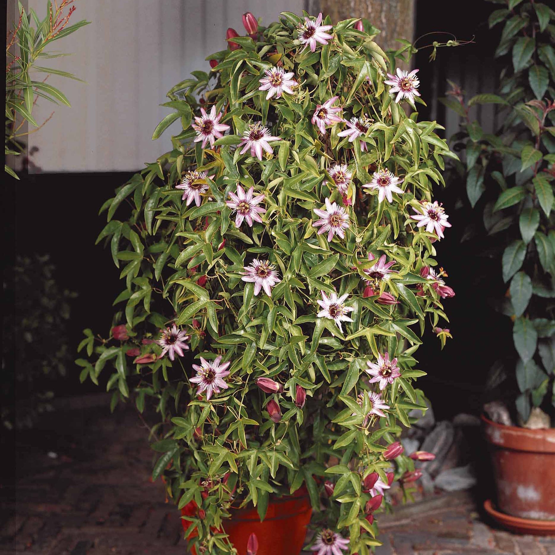 Passiflore Victoria - Passiflora caerulea victoria - Willemse