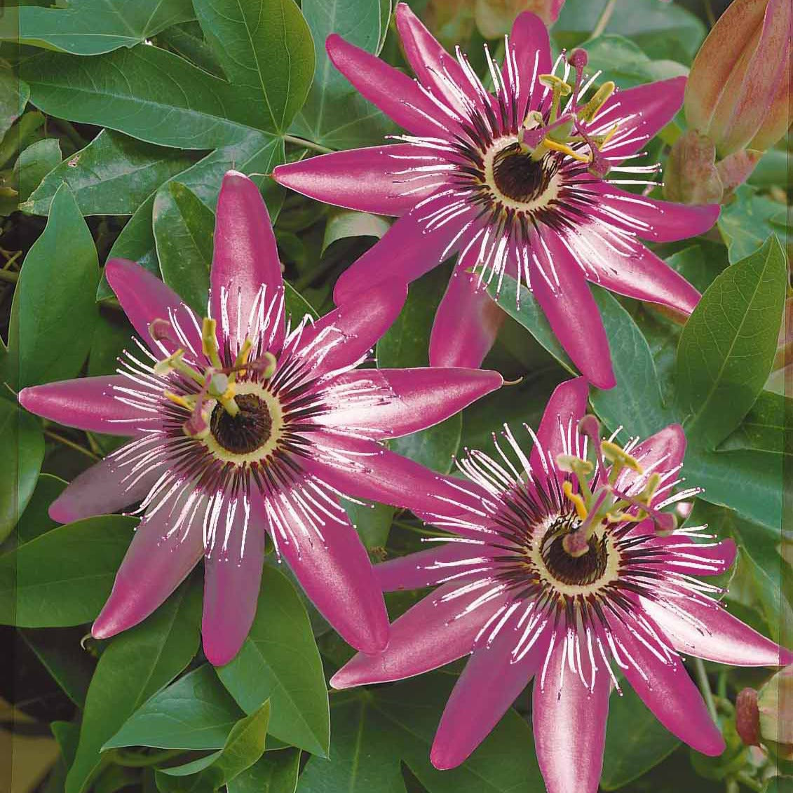 Passiflora caerulea victoria - Passiflore Victoria - Passiflores