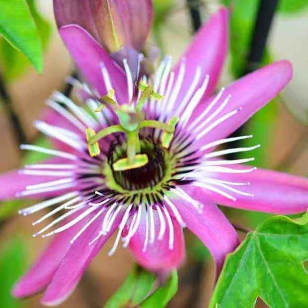 Passiflores - Passiflore Victoria - Passiflora caerulea victoria