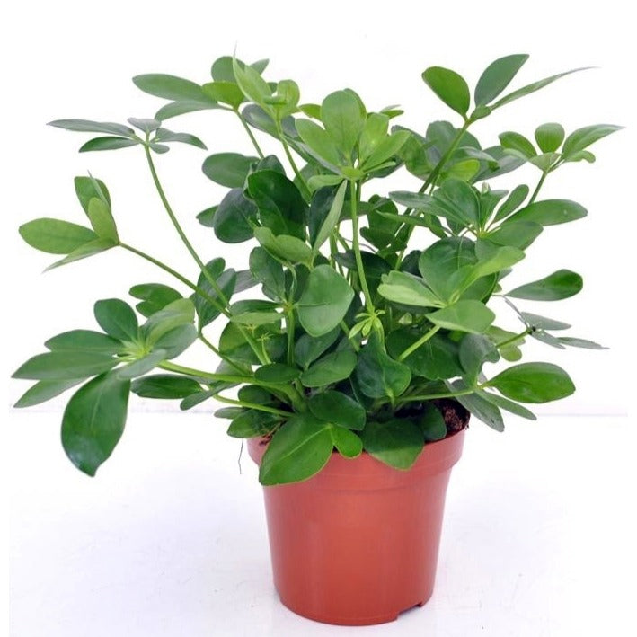 Schefflera - Schefflera arboricola - Willemse