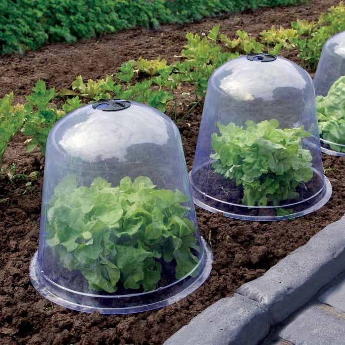 3 Cloches de forçage -  - Willemse