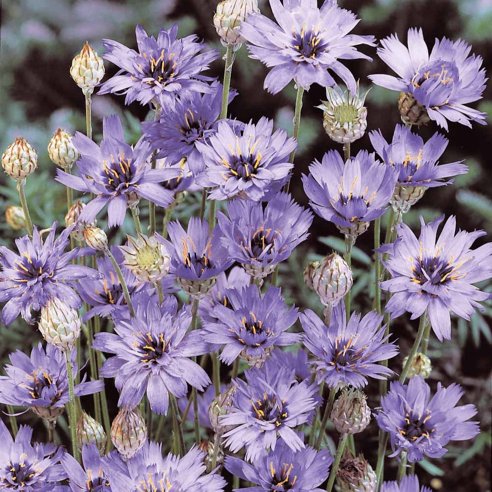 Catananche caerulea - Catananche bleue - Cupidone - Fleurs vivaces