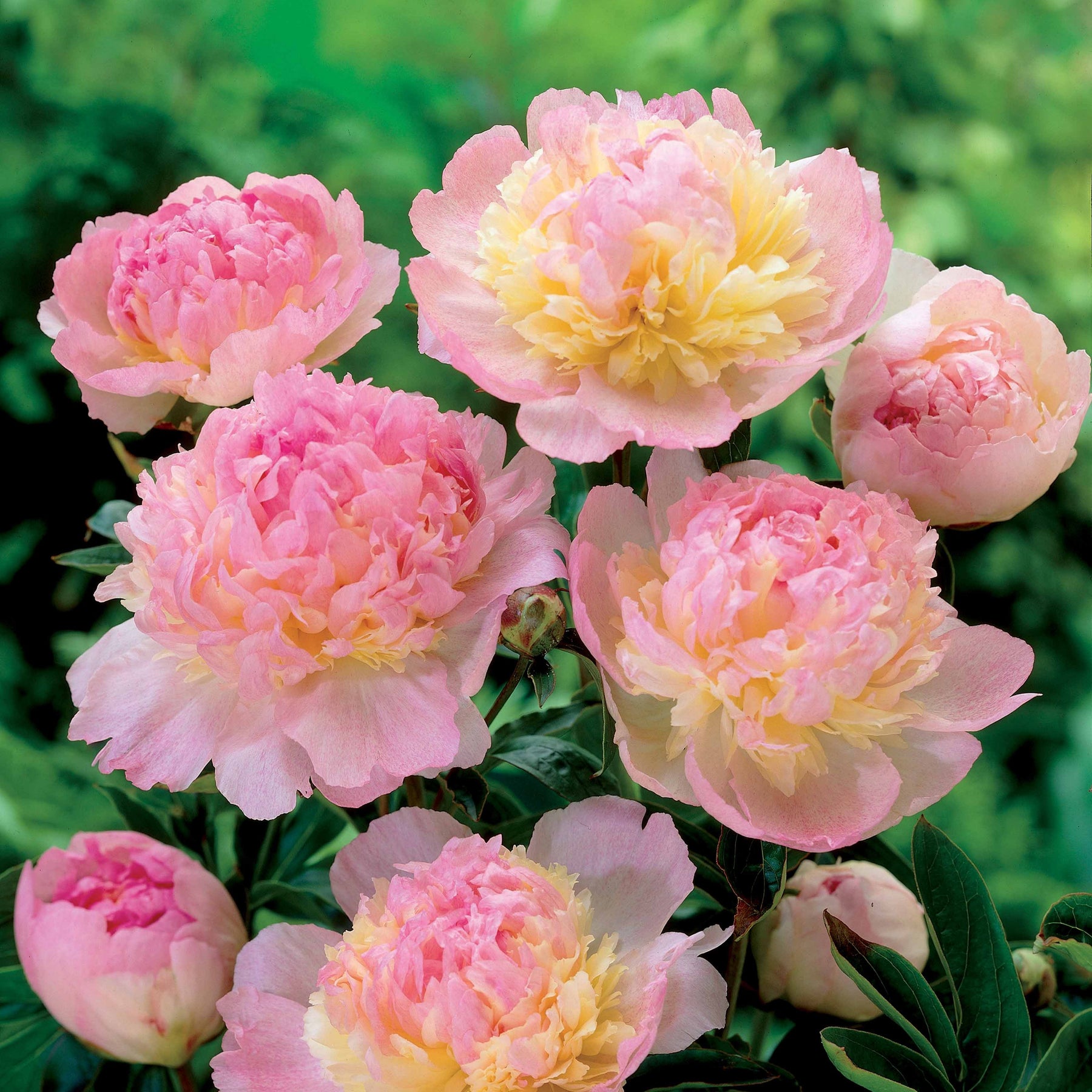 Vente Pivoine Raspberry Sundae - Paeonia lactiflora Raspberry Sundae