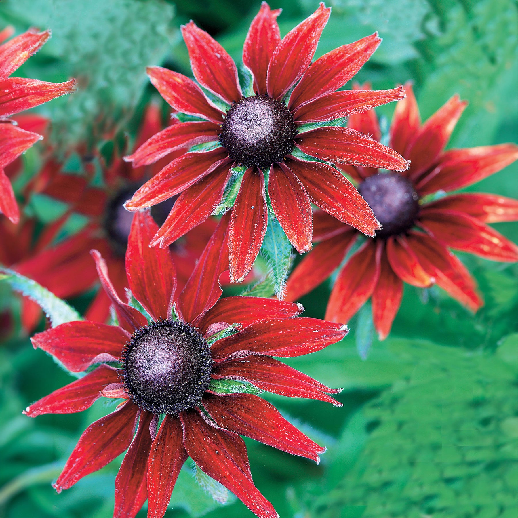 Echinacea hirta cherry brandy - 2  Echinacées Cherry Brandy - Fleurs vivaces