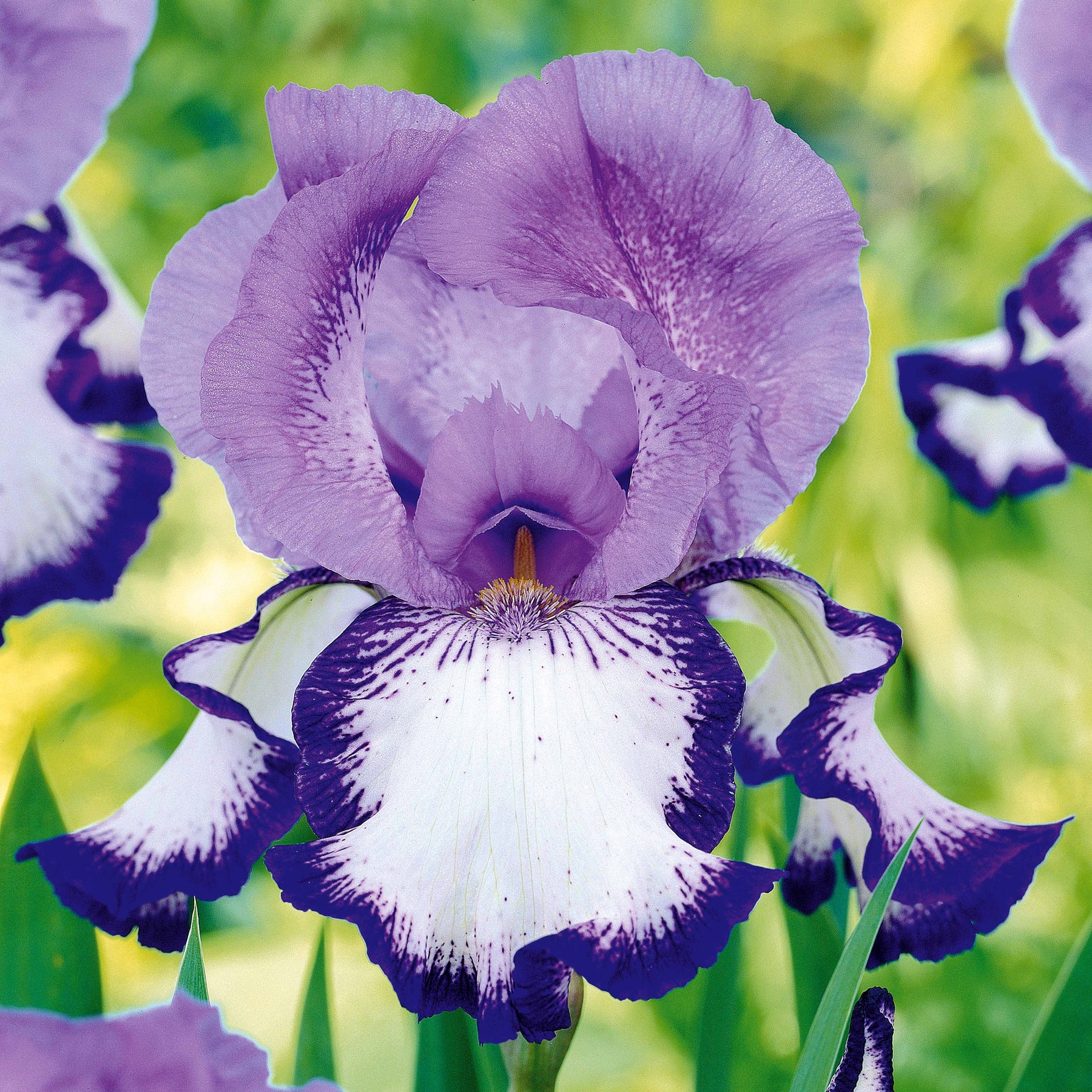 2 Iris de jardin Bordure - Iris germanica on edge - Willemse