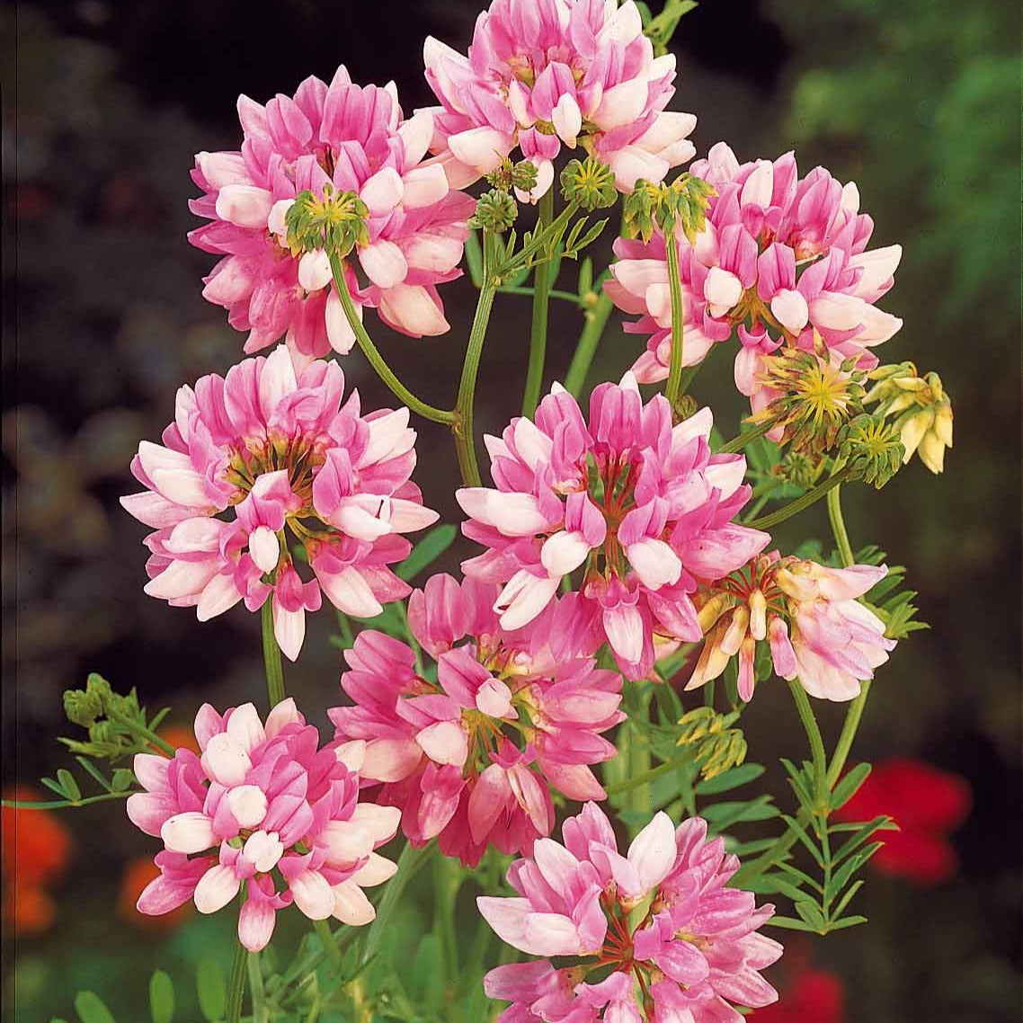 2 Coronilles - Coronilla varia - Willemse