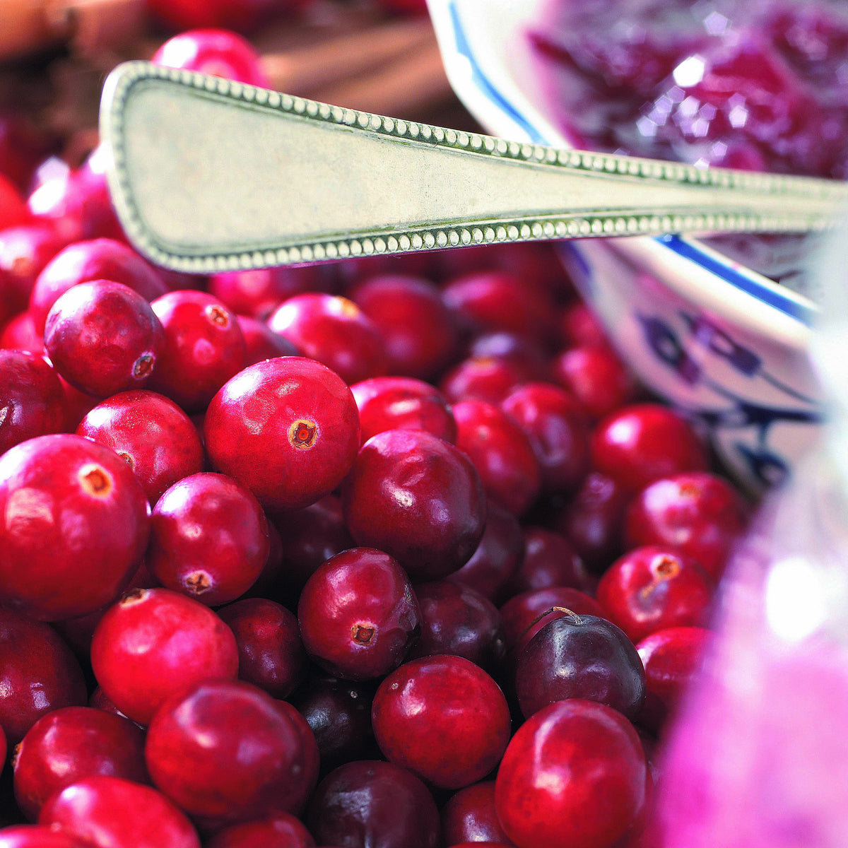 Canneberge - Cranberry - Vaccinium macrocarpon - Willemse