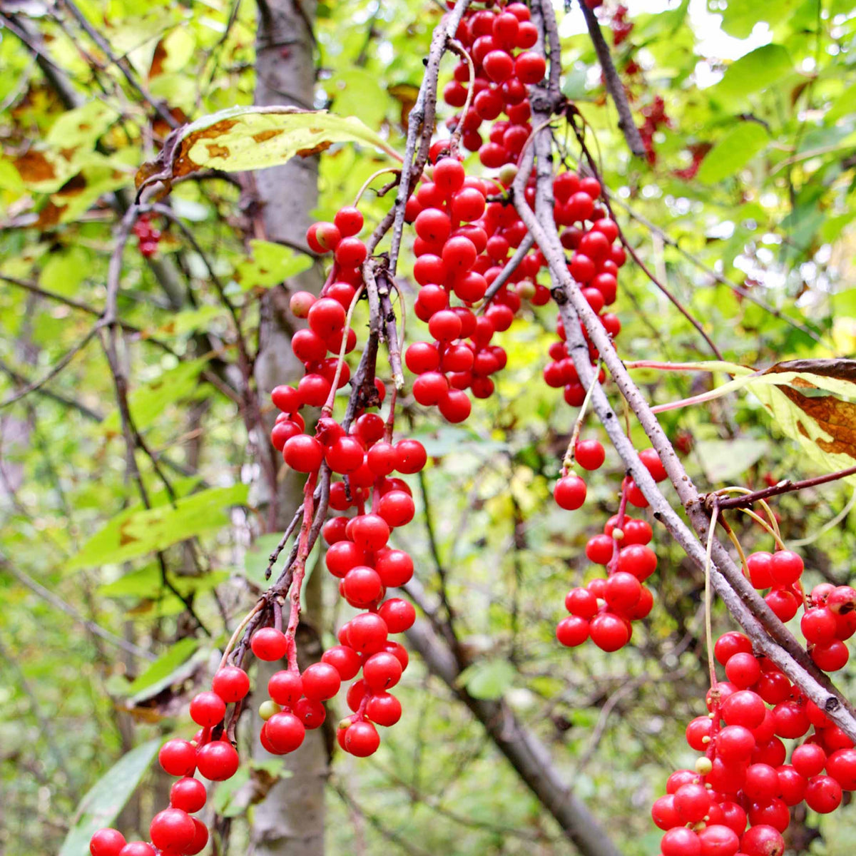 Fruit de la vitalité - Schisandra chinensis - Willemse