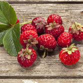 2 Fraisiers Framberry ® - Willemse