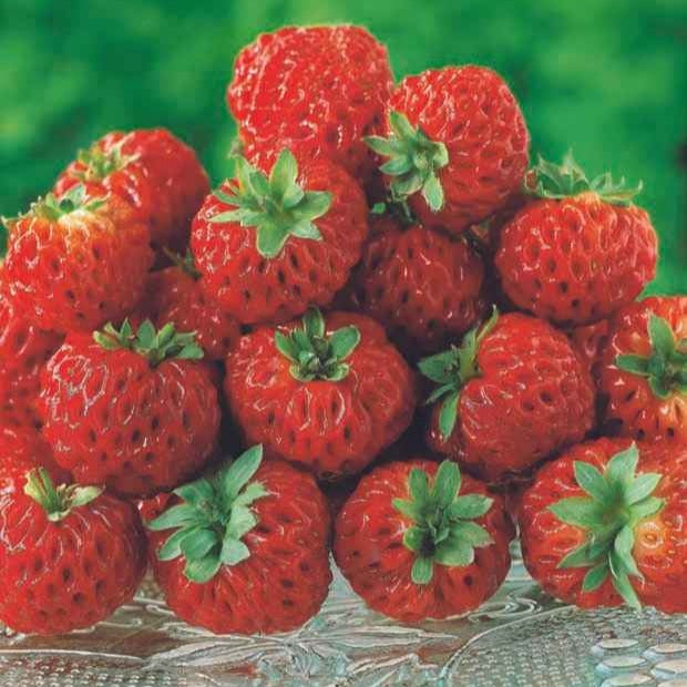 2 Fraisiers Framberry ® - Fragaria framberry® - Willemse