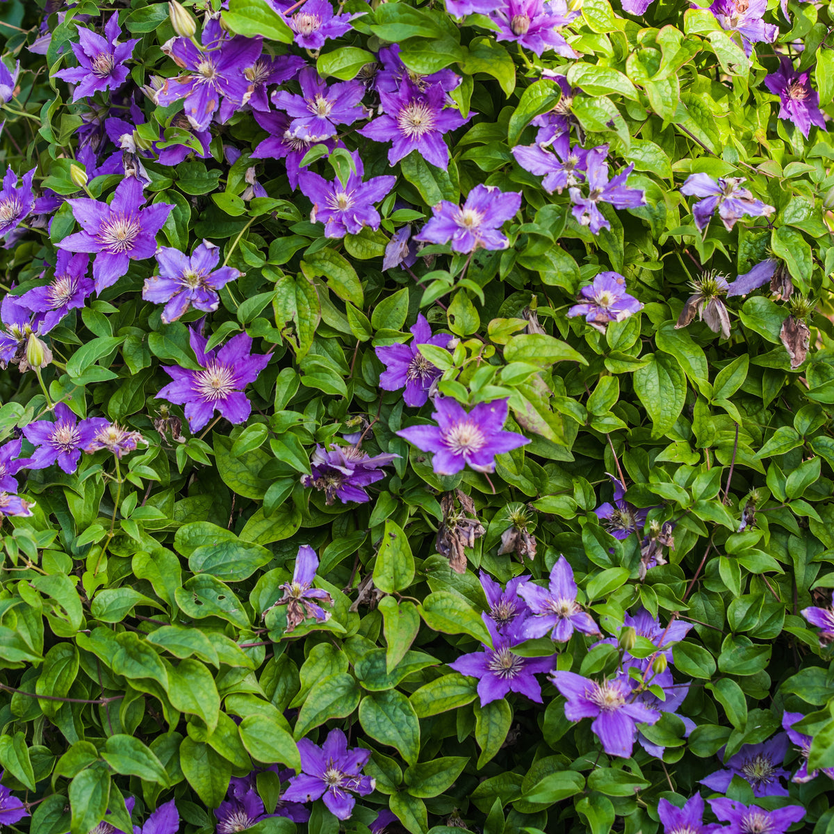 Clématite couvre sol Arabella - Clematis arabella - Willemse