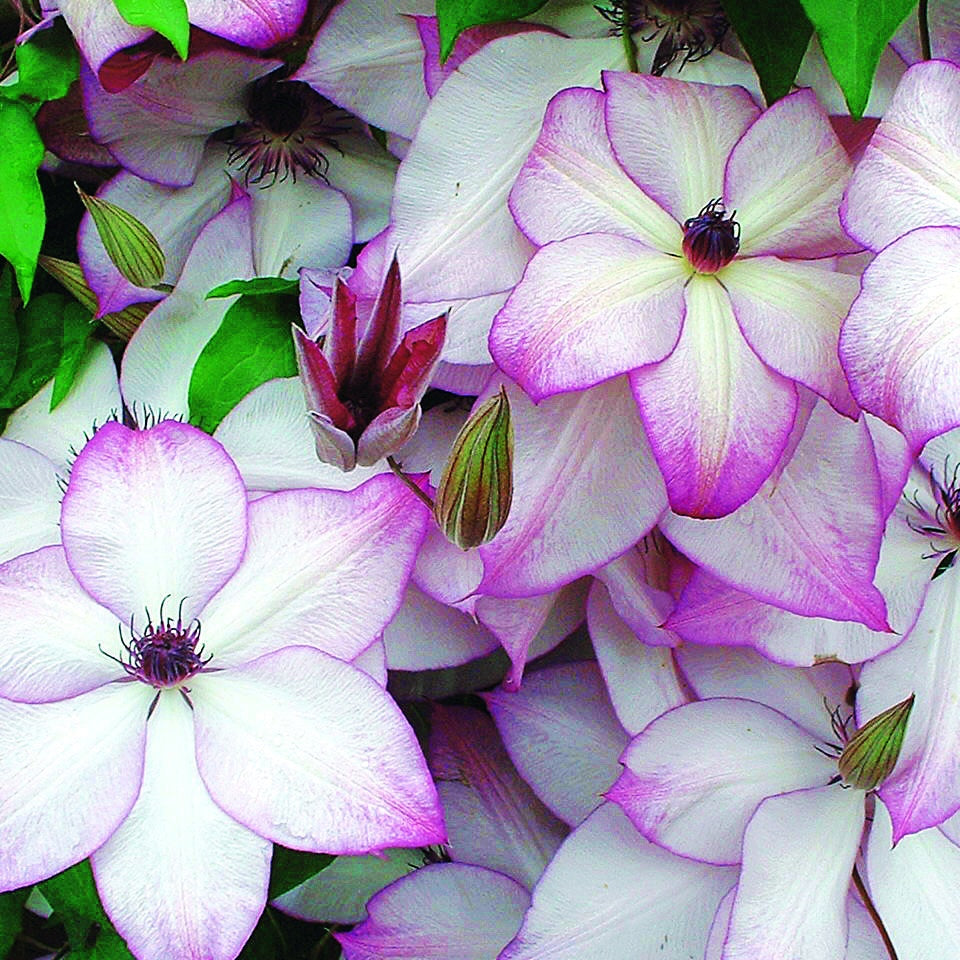 Clematis florida fond memories - Clématite Fond Memories - Clématites