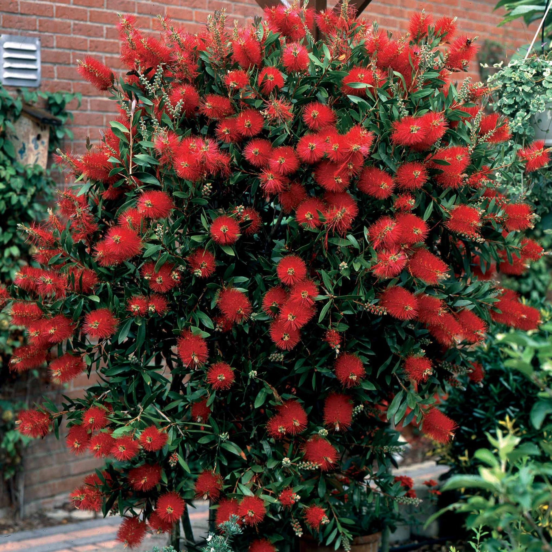 Callistemon laevis - Rince-bouteille - Rince-bouteille - Callistemon