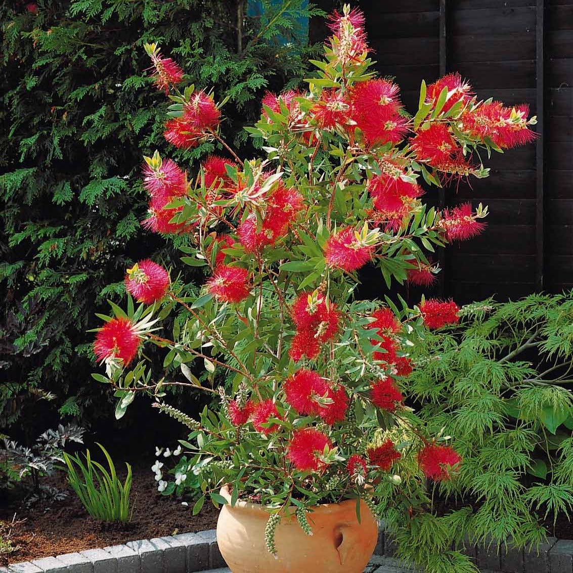 Rince-bouteille - Callistemon - Rince-bouteille - Callistemon laevis