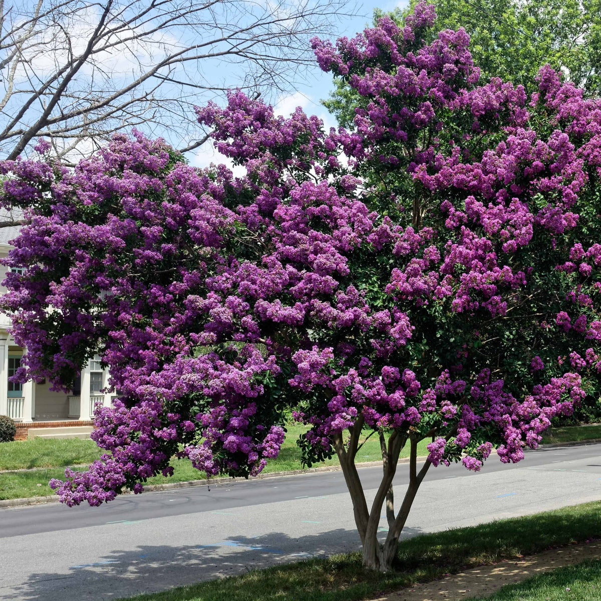 Collection de 3 Lilas des Indes : rouge, violet, blanc - Lagerstroemia indica - Willemse