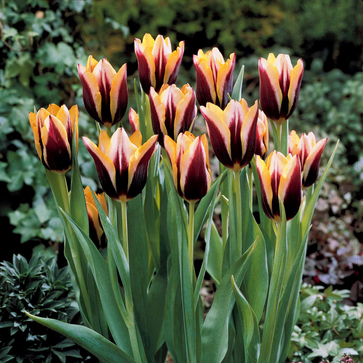 10 Tulipes Gavota - Tulipa gavota - Willemse