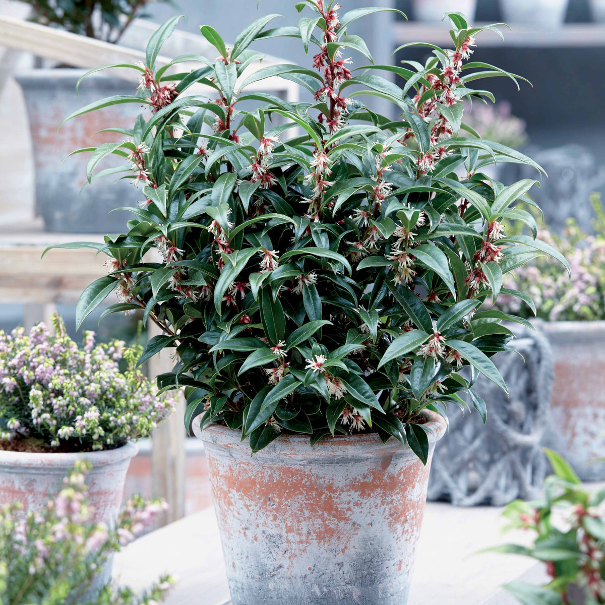 Sarcococca Winter Gem - Sarcococca Winter Gem - Plantes