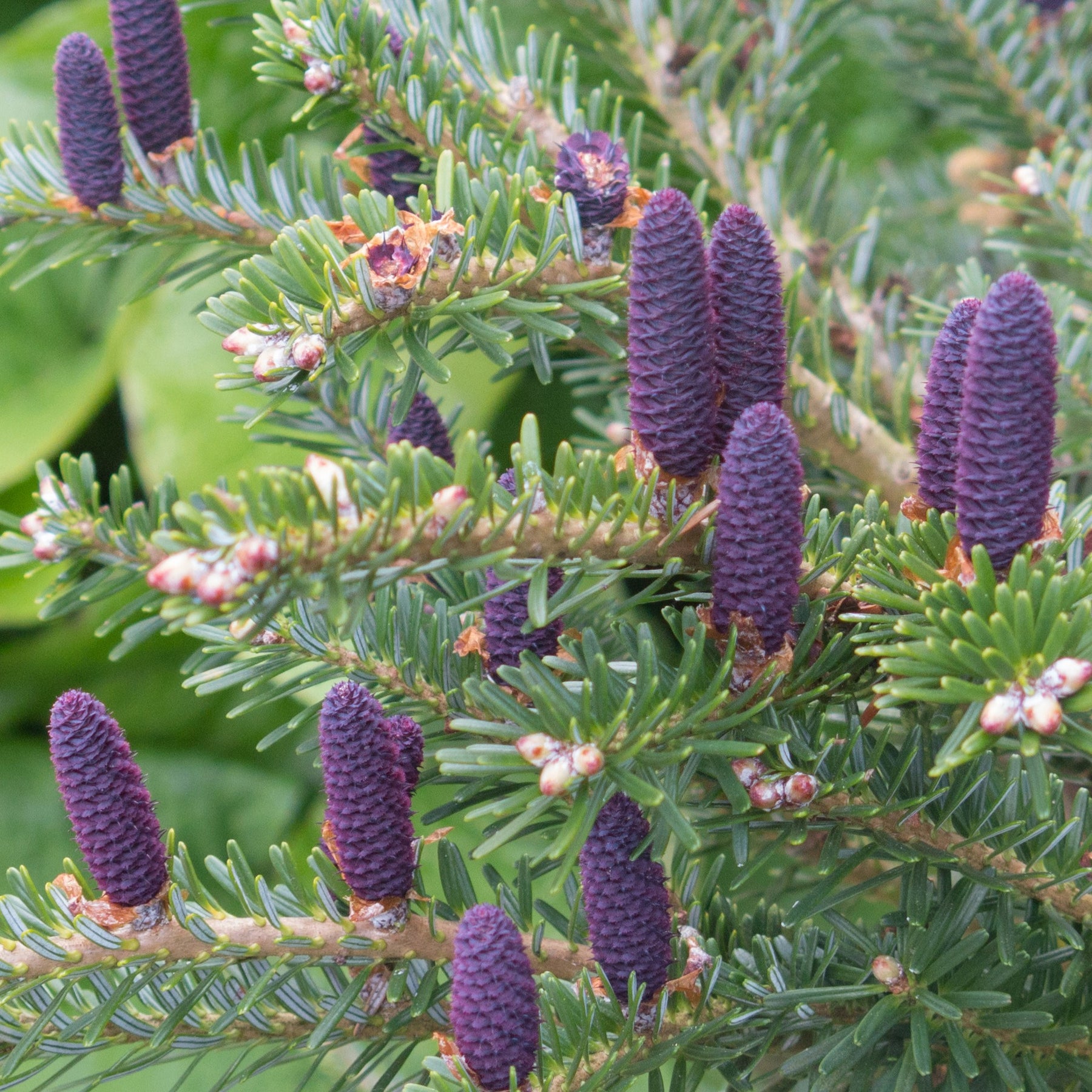 Abies koreana - Sapin de Corée - Conifères