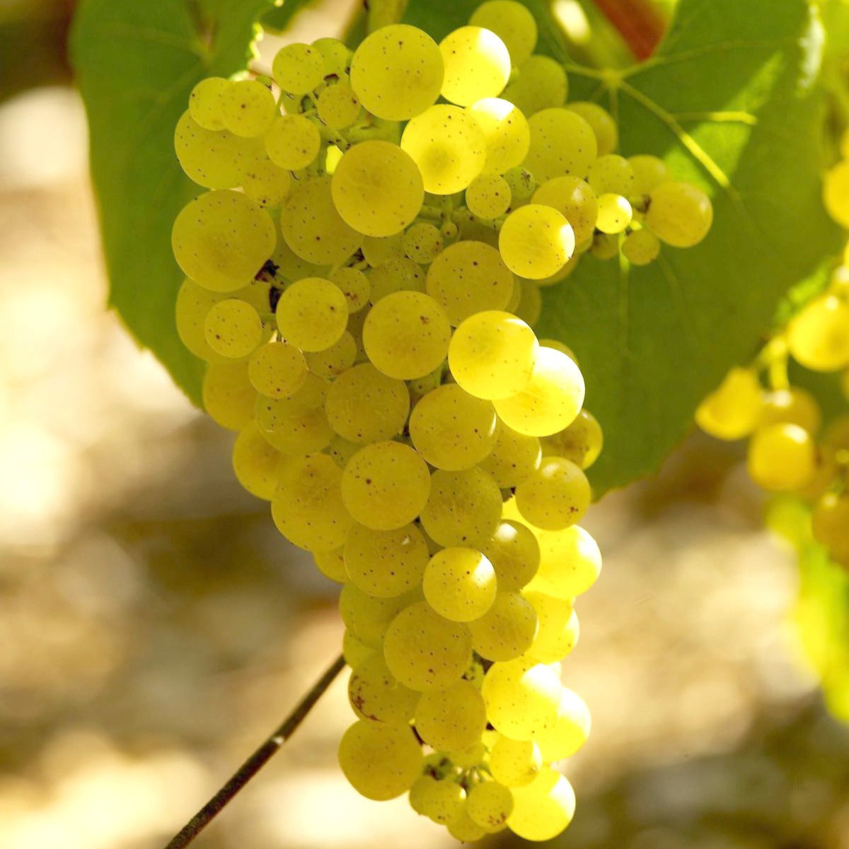 Vigne Chardonnay - Vitis vinifera chardonnay - Willemse