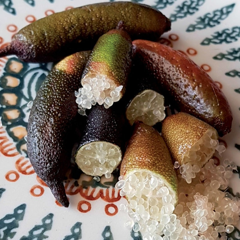 Citron caviar - Citrus australasica - Willemse