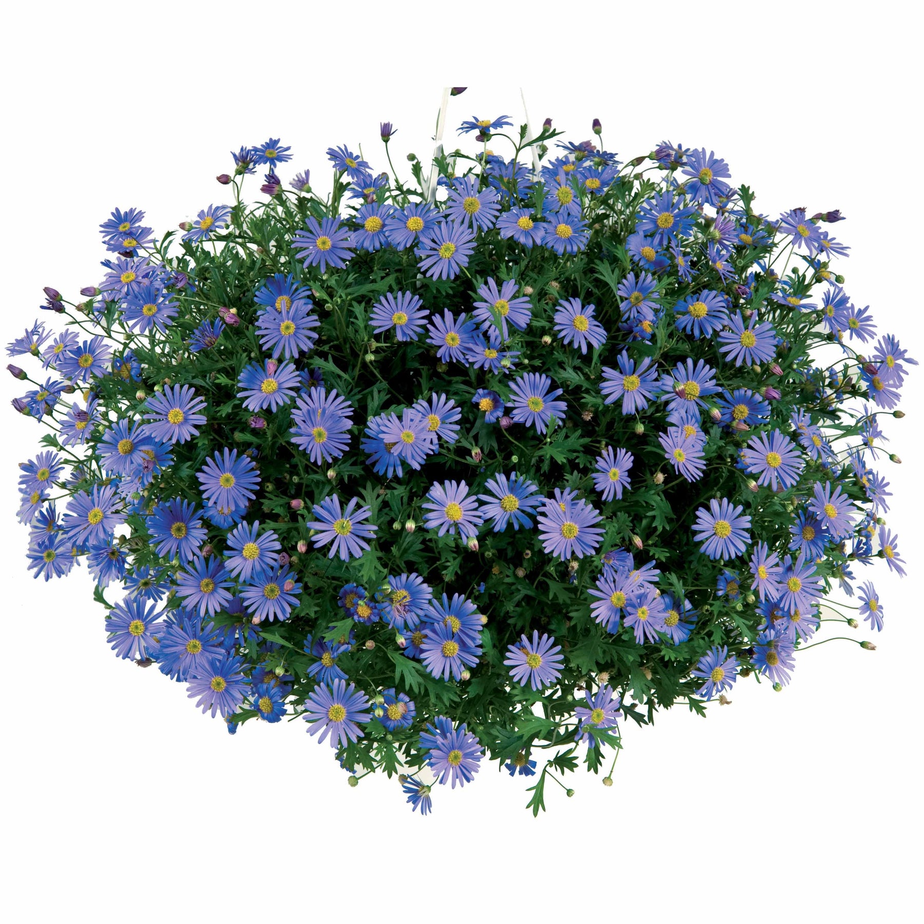 Balcon et terrasse - Brachycome - Brachyscome