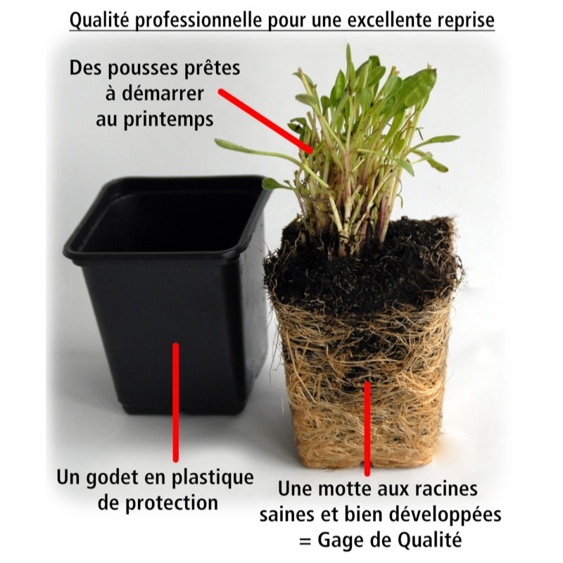 3 Bidens rouge orange - Bidens ferulifolia beedance painted yellow - Willemse