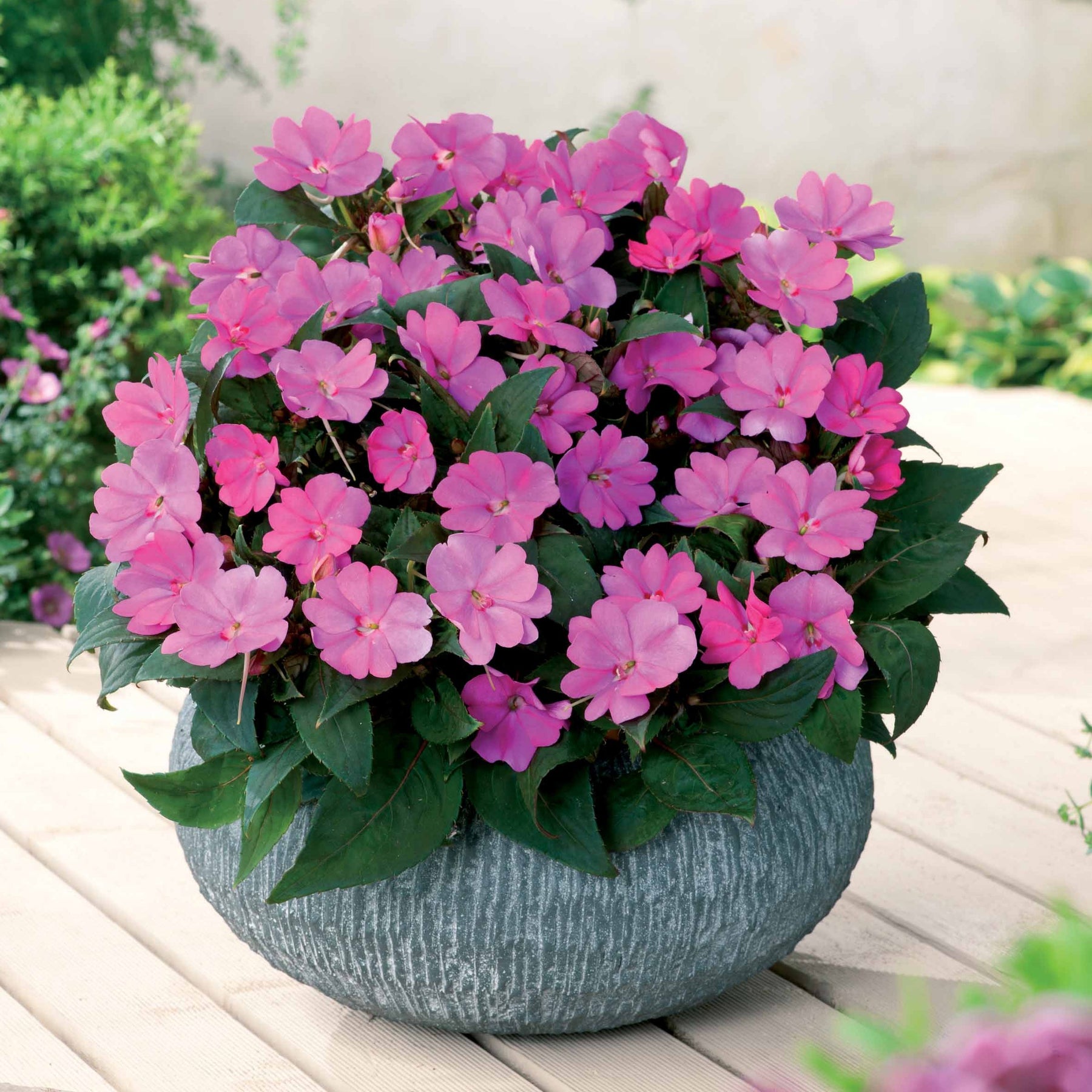 3 Sunpatiens Rose lilas - Willemse
