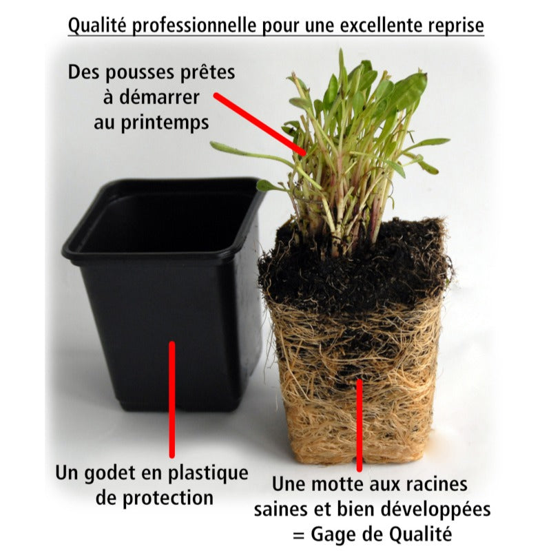 3 Sunpatiens Rose lilas - Sunpatiens - Willemse