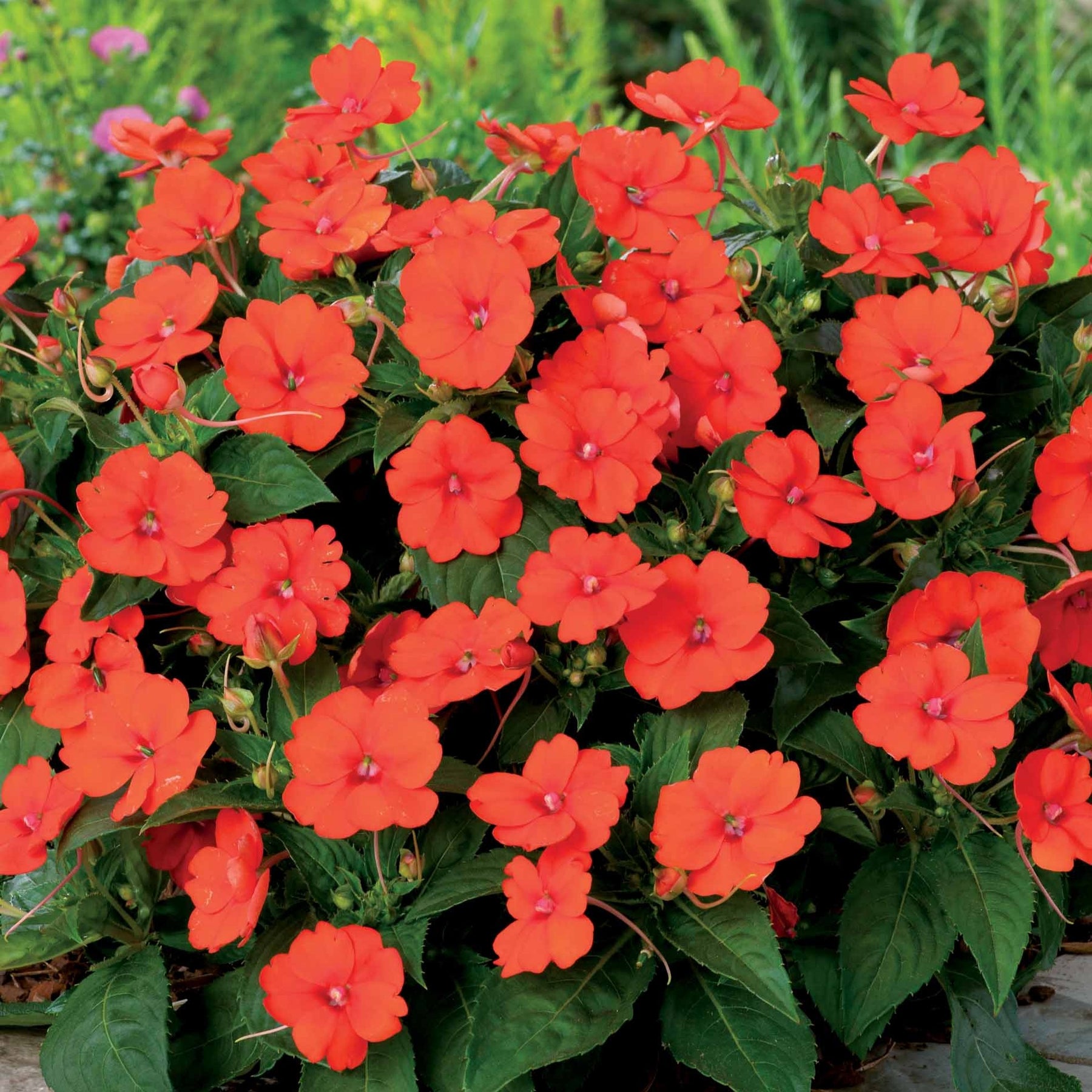 3 Sunpatiens orange - Willemse