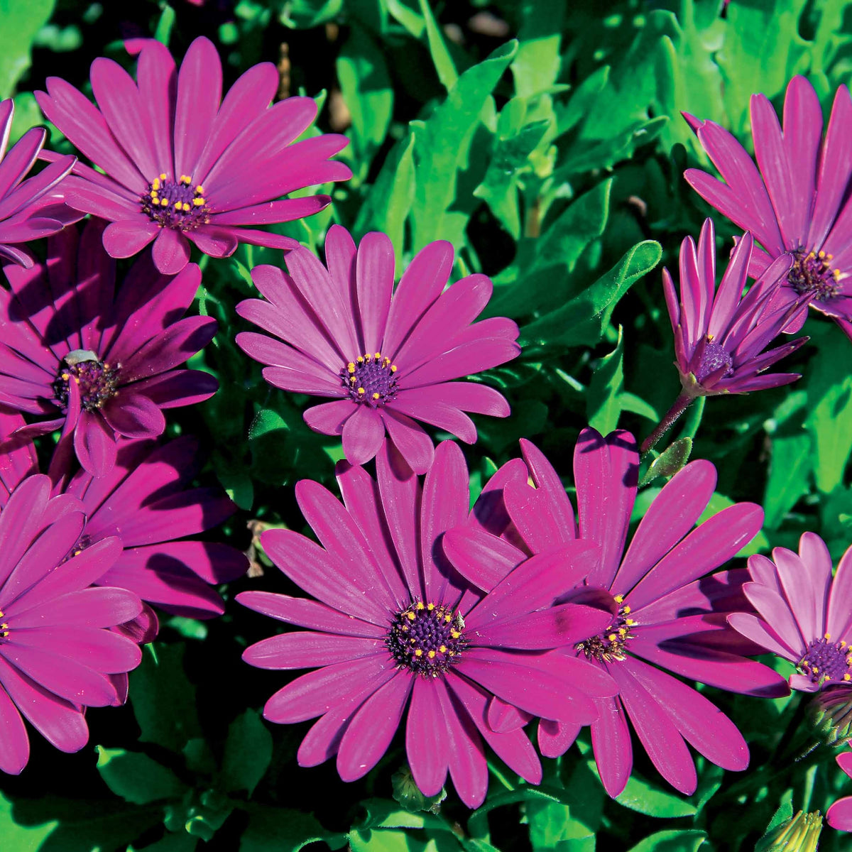 3 Marguerites du Cap pourpres - Osteospermum margarita purple - Willemse