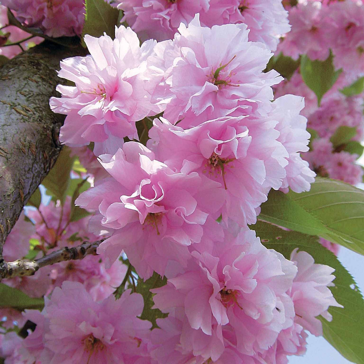 Cerisier à fleurs Kanzan - Prunus serrulata kanzan