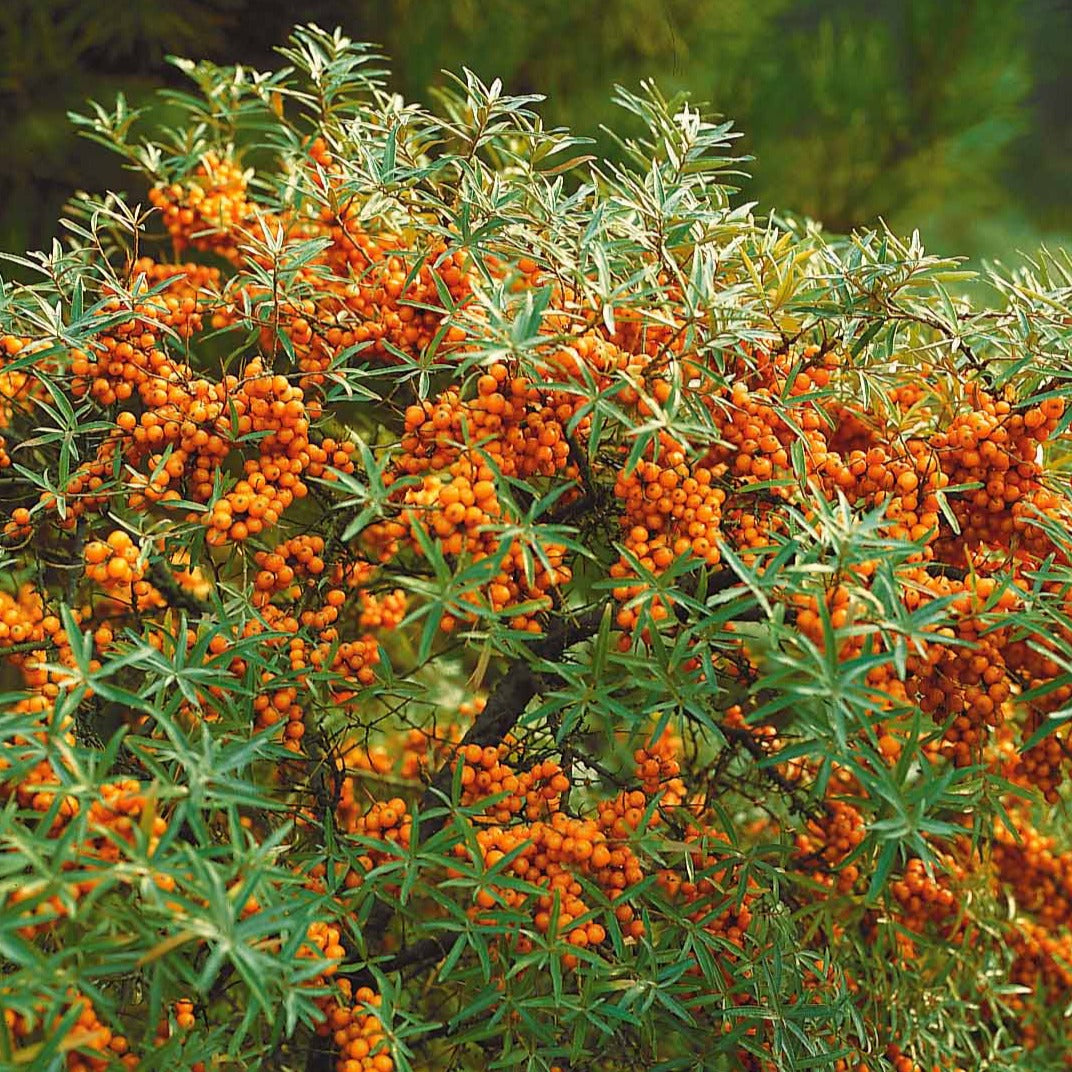 Argousier - Hippophae rhamnoides - Plantes