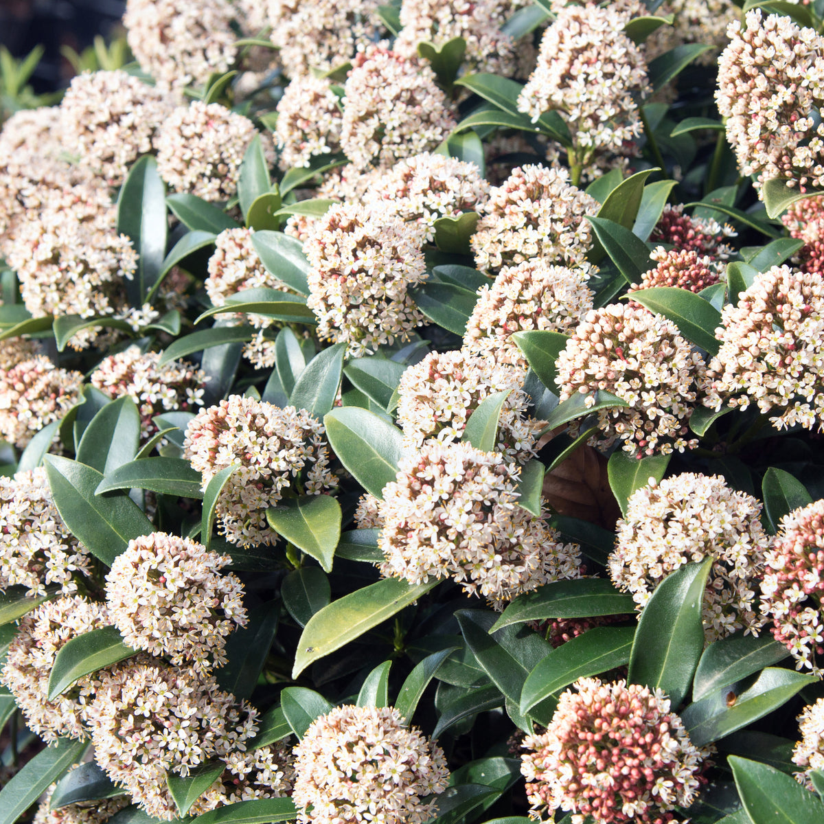 Skimmia du Japon - Willemse