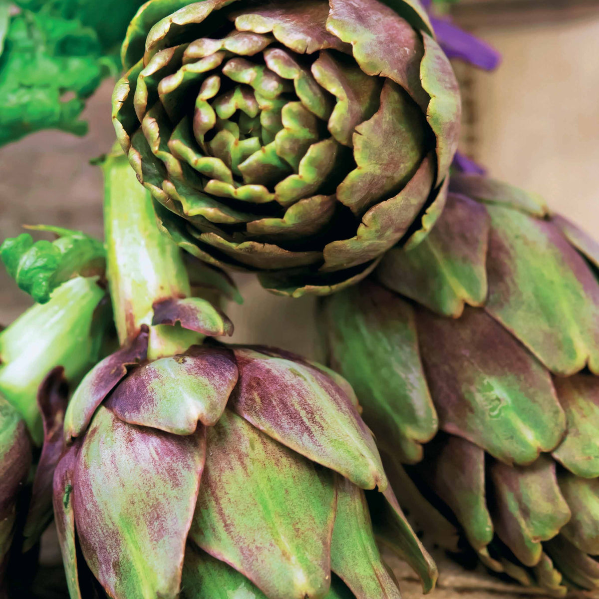 Artichaut Violet de Provence - Cynara cardunculus scolymus Violet de Provence - Willemse
