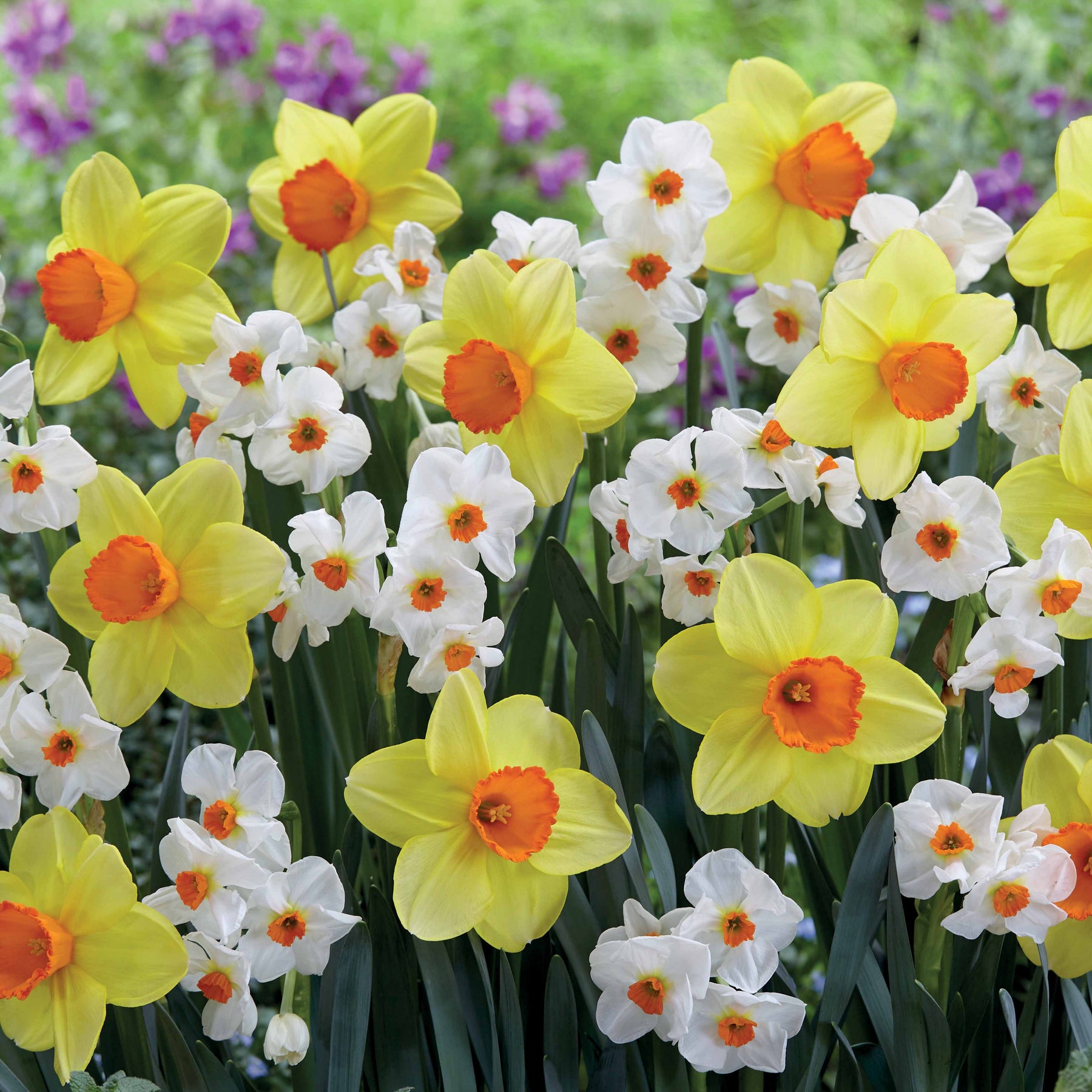 Collection de 16 Narcisses Red Devon et Geraniums - Willemse