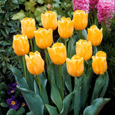 5 Tulipes longues tiges jaunes - Willemse