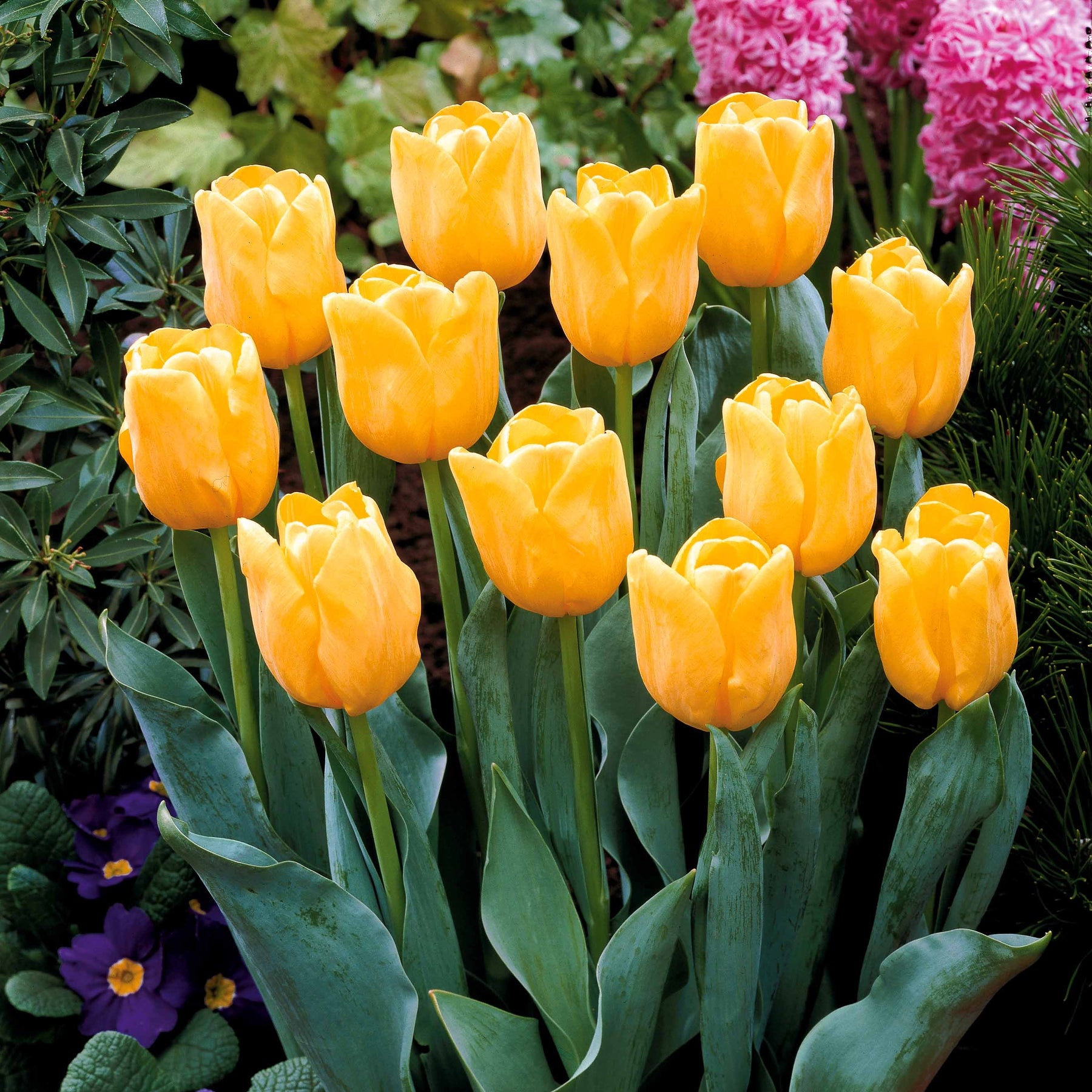 5 Tulipes longues tiges jaunes - Willemse