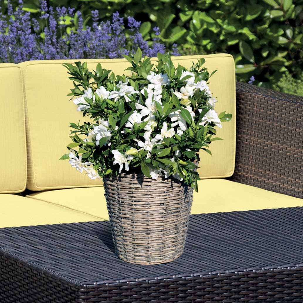 Gardénia Celestial Star - Gardenia celestial star® 'ps-2013-4' - Willemse