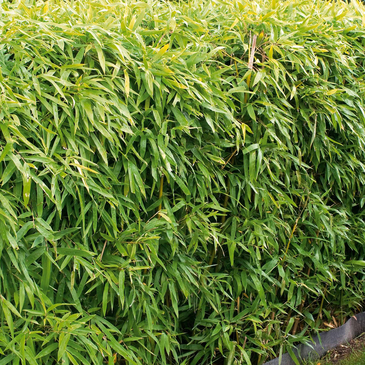 Bambou de haie non-traçant - Fargesia murielae - Willemse