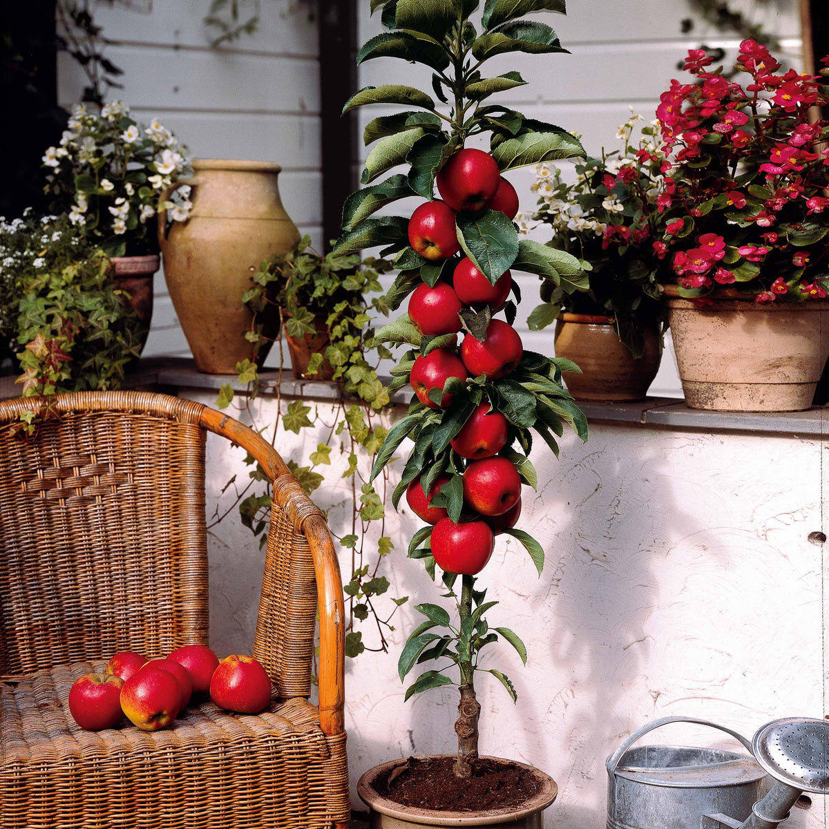 Mini pommier Red Spur Delicious - Malus domestica red spur delicious - Fruitiers Arbres et arbustes