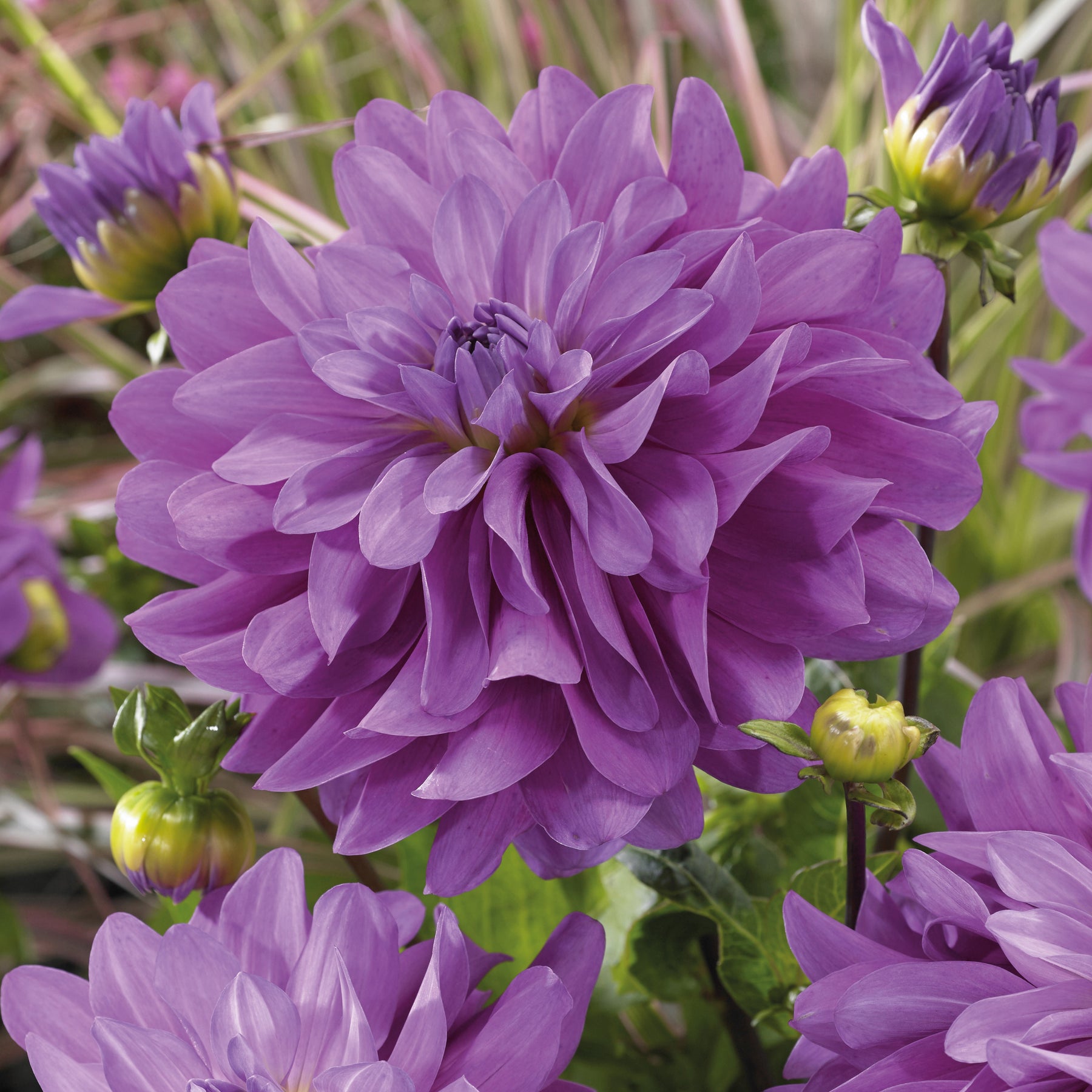 3 Dahlias Bluetiful - Willemse