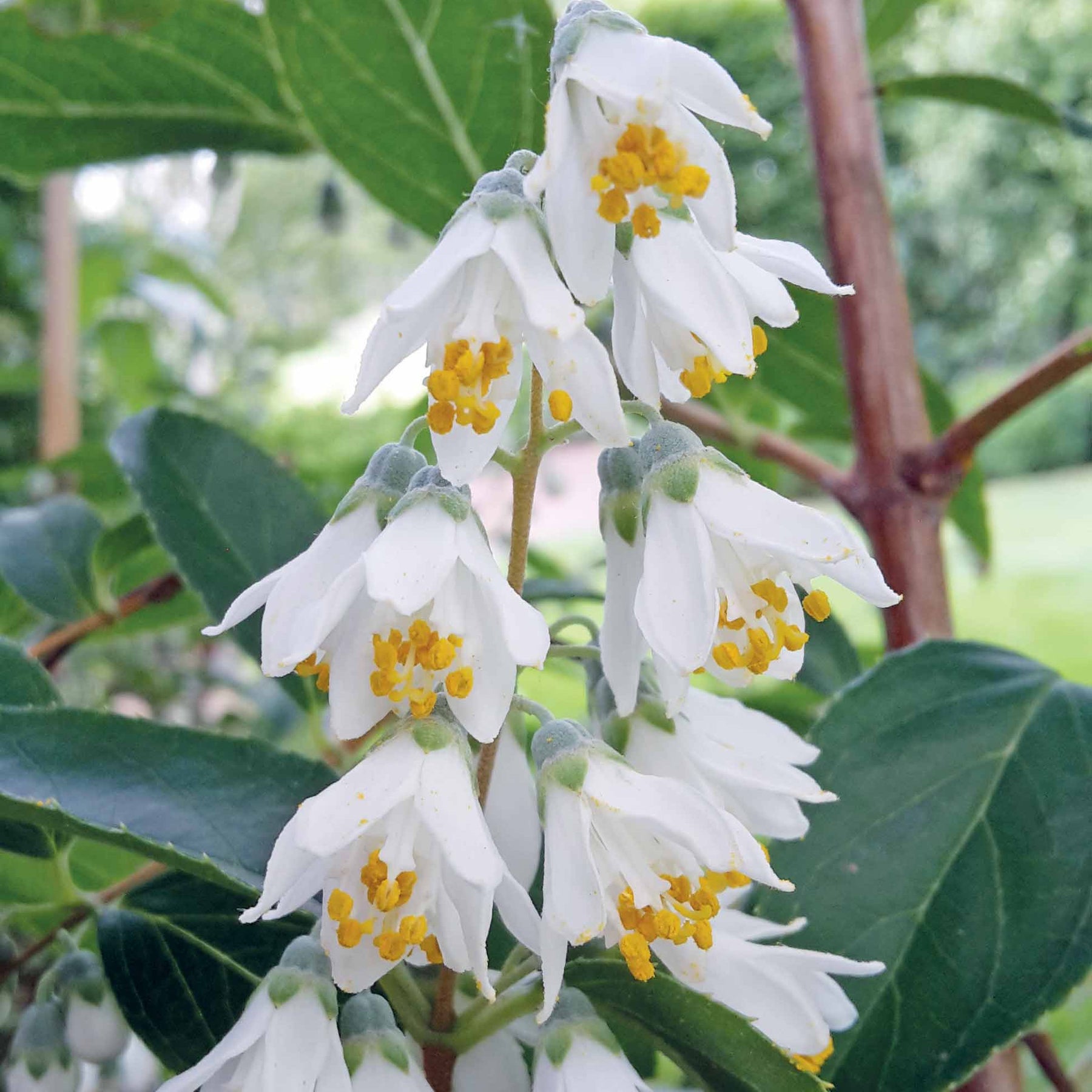 Deutzia pulchra - Deutzia pulchra - Deutzia