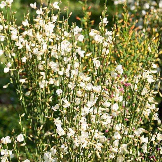 Genêt blanc - Cytisus praecox albus - Willemse