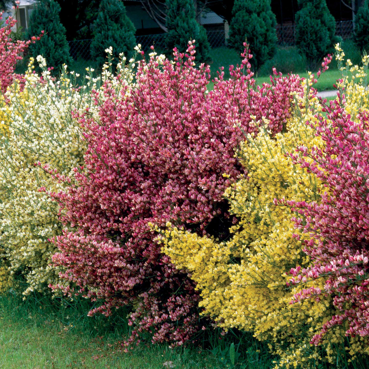 Haie de 3 Genêts : blanc, rouge, jaune - Cytisus praecox allgold, albus, boskoop ruby - Willemse
